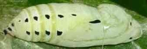 Pupae